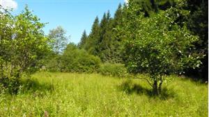 Habitat s výskytom Muscardinus avellanarius. Loc.: Markov potok