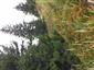 Ekotón smrekového lesa čučoriedkového a hôľnych rastlinných spoločenstiev s dominanciou Vaccinium myrtillus.