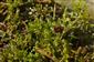 Hamatocaulis vernicosus