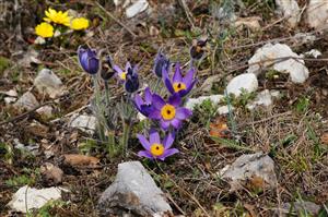 druh Pulsatilla grandis na lokalite