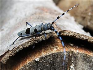 Rosalia alpina