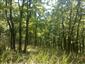 Teplomilné panónske dubové lesy (21.7.2015)