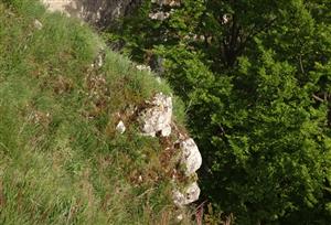 lokalita, porasty biotopu na okraji skál; prelína sa s Tr5