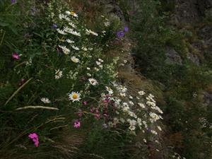 Trávniky s Leucanthemum margaritae vo svahoch V. Griča