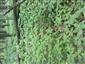 Dominancia Impatiens parviflory