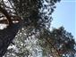 Reliktné vápnomilné borovicové a smrekovcové lesy (11.6.2014)