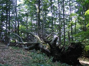hrubé mŕtve drevo na TMP4 - potenciálny biotop Cucujus cinnaberinus