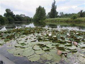 porost kultivaru lekna