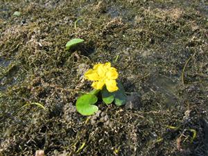 Elodea nuttallii a Nymphoides peltata