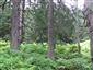 Smrekovcovo-limbové lesy (27.7.2015)