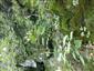 Lipovo-javorové sutinové lesy (25.8.2014)