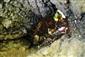 Imágo Lucanus cervus utopené v prirodzenej pasci - kaverne v kmeni duba cerového.