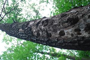 Stojaci odumretý jedinec duba cerového -  habitat vymierajúceho fuzáča Aegosoma scabricorne.  