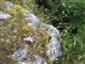 Pionierske porasty na plytkých karbonátových a bázických substrátoch zväzu Alysso-Sedion albi (17.7.2015)
