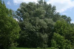 Fotografia zachytáva TML.