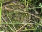 pohlad na spolocenstvo s Eleocharis acicularis