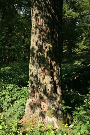 Fotografia zachytáva starý dub s požerkami Cerambyx cerdo na lokalite.