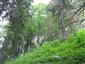 Smrekovcovo-limbové lesy (30.7.2015)