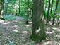 Karpatské a panónske dubovo-hrabové lesy (16.6.2014)