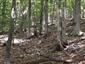 Vápnomilné bukové lesy (18.6.2014)