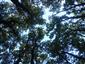 Karpatské a panónske dubovo-hrabové lesy (22.7.2015)