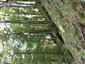 Lipovo-javorové sutinové lesy (25.8.2014)