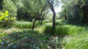 TML (vyschnuté dedpresie)