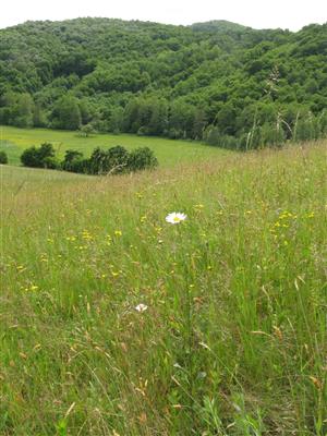 pohľad na biotop Lk1 na časti TML