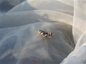Paracaloptenus caloptenoides nymfa