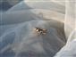 Paracaloptenus caloptenoides nymfa