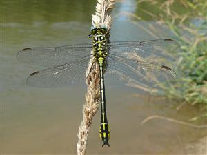 Stylurus flavipes