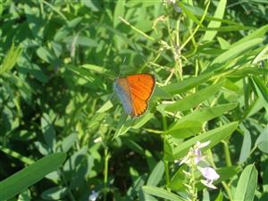 Lycaena dispar