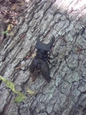 Lucanus cervus