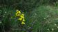 Suchomilné travinnobylinné a krovinové porasty na vápnitom podloží (*dôležité stanovištia Orchideaceae) (1.6.2015)