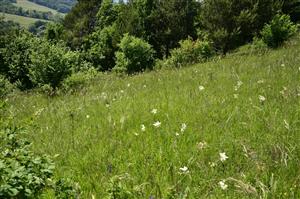 porasty oživuje Filipendula vulgaris