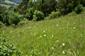 Suchomilné travinnobylinné a krovinové porasty na vápnitom podloží (*dôležité stanovištia Orchideaceae) (30.5.2015)
