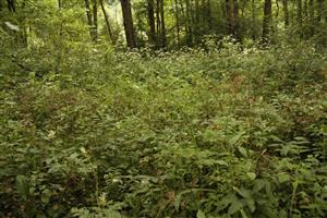 súčasný stav vegetácie na TML