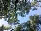 Teplomilné panónske dubové lesy (4.8.2015)