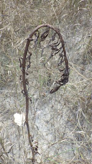 Himantoglossum adriaticum po povodni
