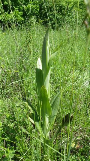 Himantoglossum adriaticum pred kvitnutím