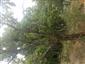 Teplomilné panónske dubové lesy (30.7.2015)