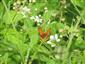 Imago - Lycaena dispar