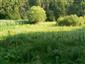 Vlhkomilné vysokobylinné lemové spoločenstvá na poriečnych nivách od nížin do aplpínskeho stupňa (18.6.2015)