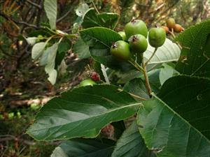 Sorbus cf. montisalpae
