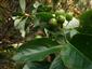 Sorbus cf. montisalpae