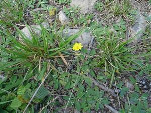 Pilosella officinarum na lokalite Krupina, Šípkovec (Ľahotský vrch)