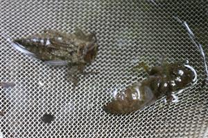 exúvium a larva c. heros