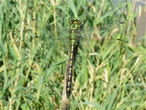 Ophiogomphus cecilia
