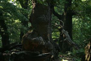 Fotografia zachytáva biotop Rhysodes sulcatus na lokalite.