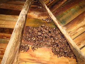 kolónia Mmyo Bobrovec